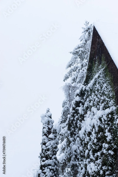 Obraz snow covered tree