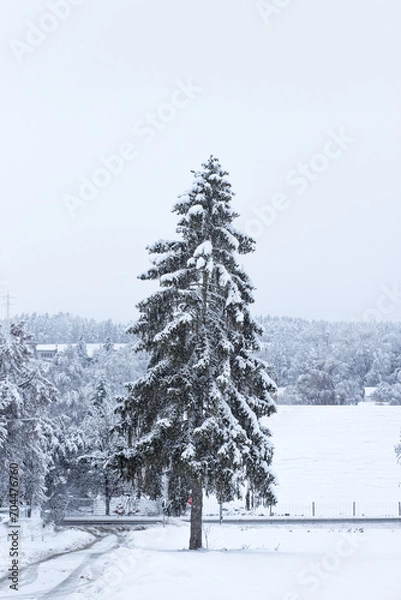 Obraz snow covered trees
