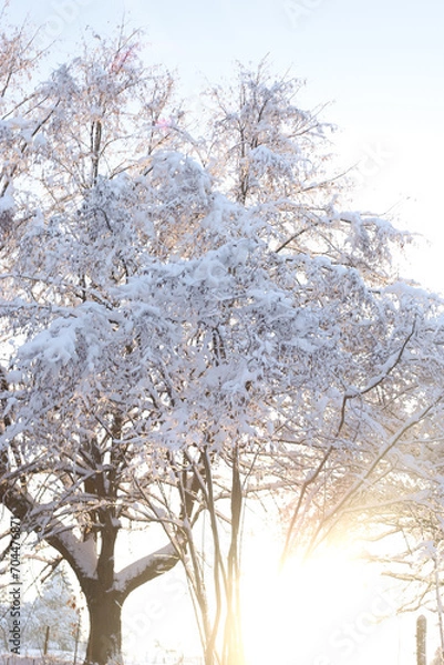 Obraz tree in winter