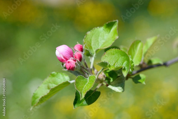 Obraz Apple tree bud in bloom
