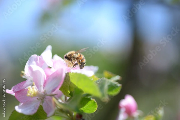 Obraz Honey bee on apple flower
