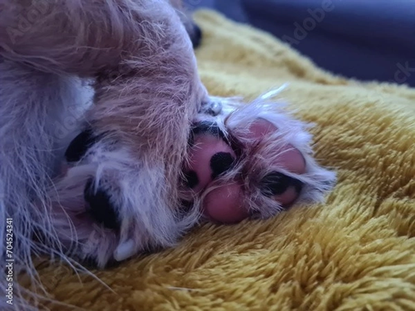 Fototapeta psie łapy