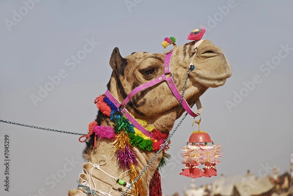 Obraz Camel Fair Pushkar