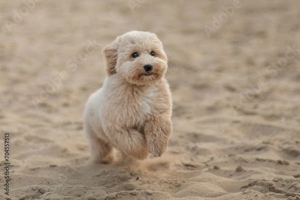 Obraz Miniature poodle dog