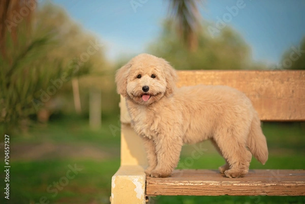 Obraz Miniature poodle dog