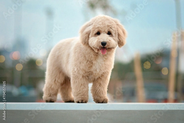 Obraz Miniature poodle dog