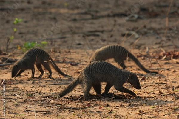 Fototapeta playing mangustas