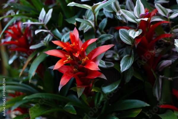 Obraz red tropical flower 3