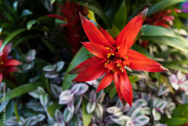 Obraz red tropical flower