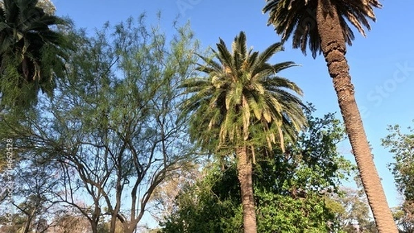 Obraz Palm tree on a blue sky background