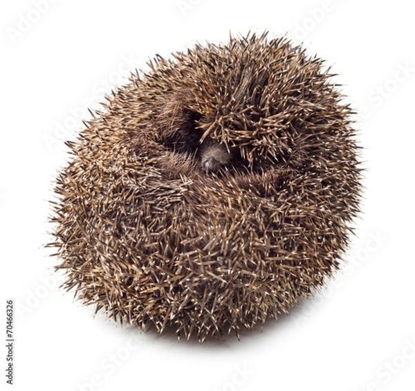 Obraz Hedgehog balled up