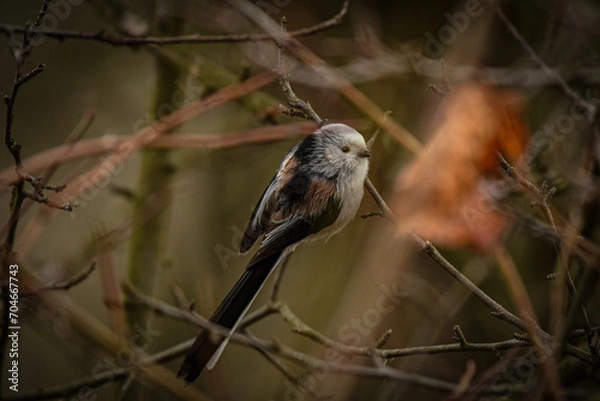 Obraz Small bird on a branch
