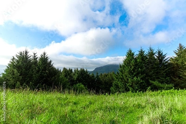 Obraz grass and blue sky with clouds
