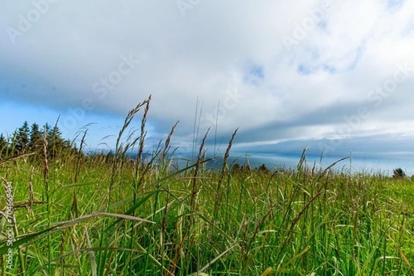 Obraz grass and sky