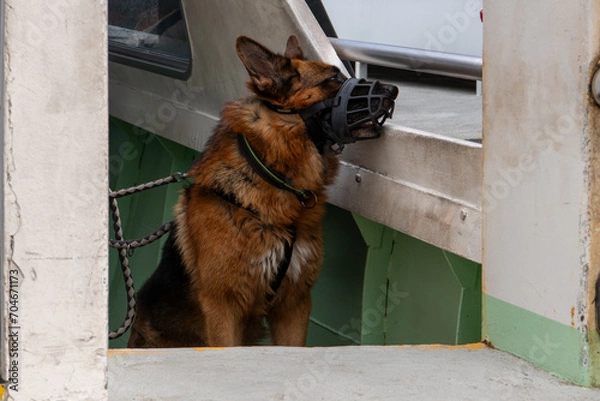 Obraz German Shepherd in a muzzle on a boat