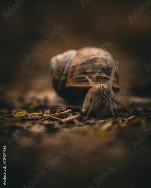 Obraz snail in a forest