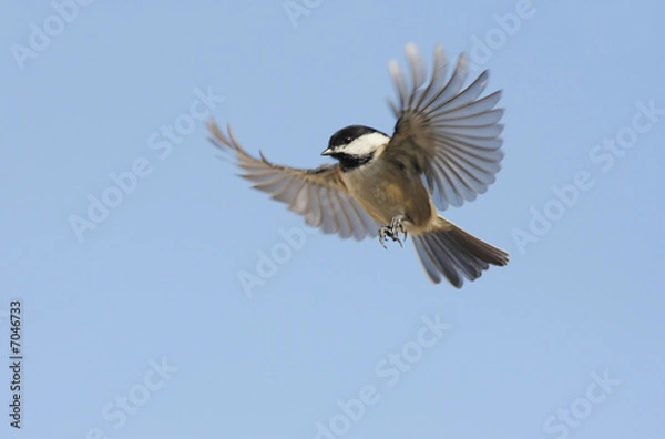 Obraz Bird In Flight