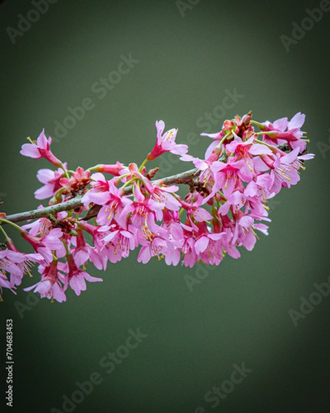Obraz pink flowers on a black background