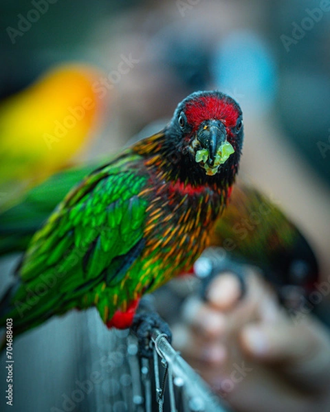 Obraz parrot on a branch