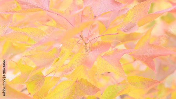 Obraz 日本の秋をイメージした背景画像