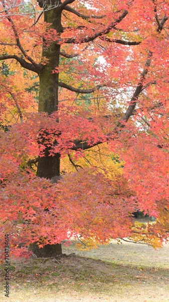 Obraz 日本の秋をイメージした画像