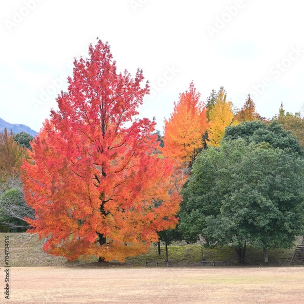 Obraz 日本の秋をイメージした画像