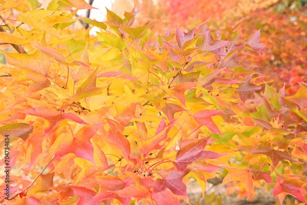 Obraz 日本の秋をイメージした画像