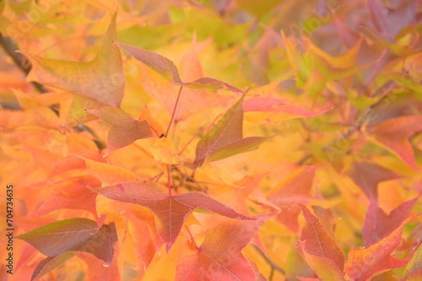 Obraz 日本の秋をイメージした画像