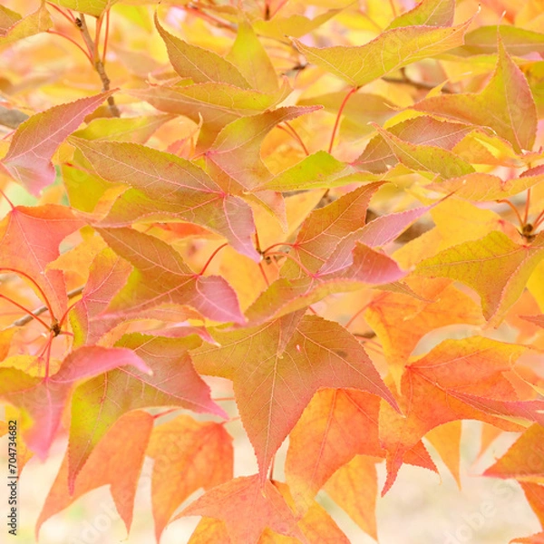 Obraz 日本の秋をイメージした画像