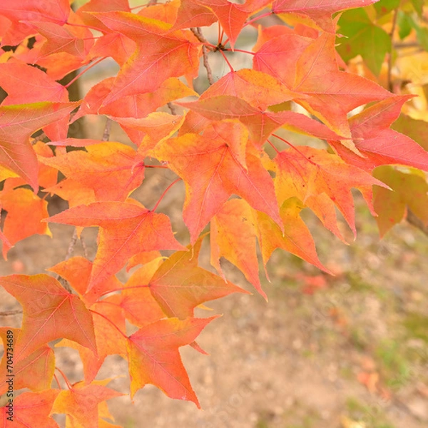 Obraz 日本の秋をイメージした画像