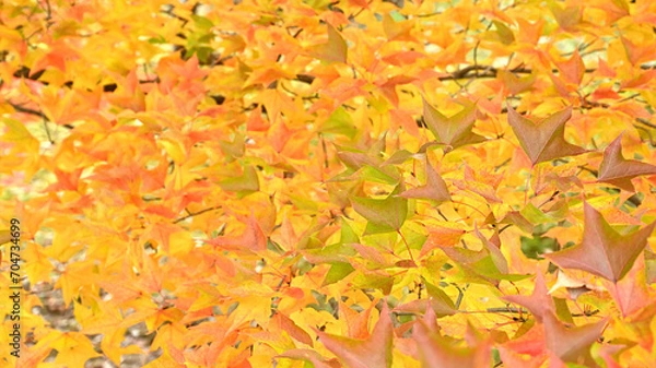 Obraz 日本の秋をイメージした画像