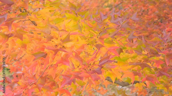 Obraz 日本の秋をイメージした背景画像