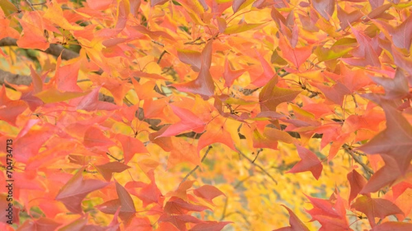 Obraz 日本の秋をイメージした背景画像