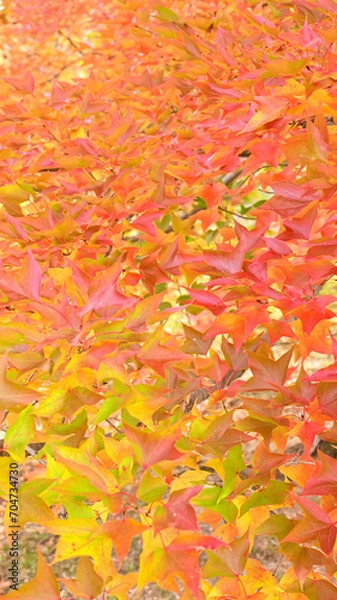 Obraz 日本の秋をイメージした背景画像