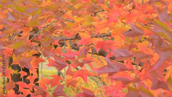 Obraz 日本の秋をイメージした画像