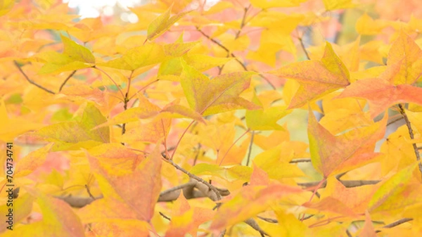 Obraz 日本の秋をイメージした画像