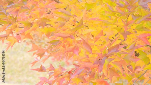 Obraz 日本の秋をイメージした背景画像