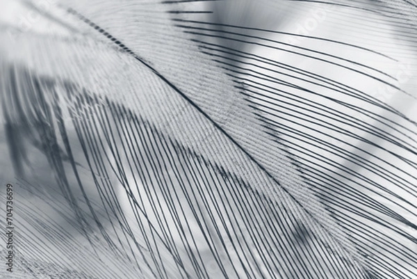 Fototapeta Beautiful dark black feather pattern  texture background