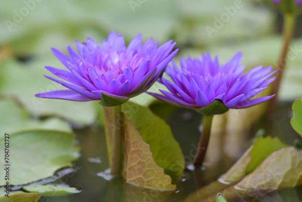 Obraz Two purple lotus flowers in the pond