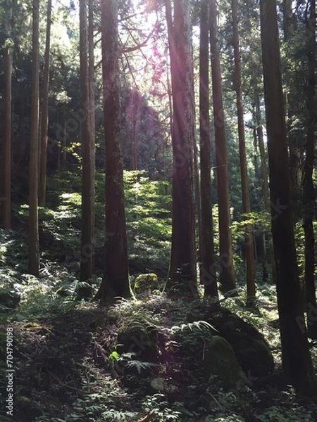 Obraz 山林の陰影