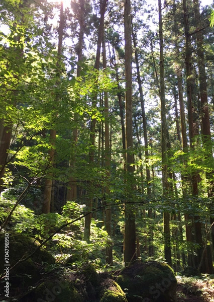 Obraz 薄暗い山林の陰影