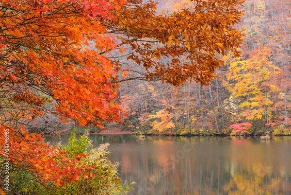 Obraz モミジの水辺