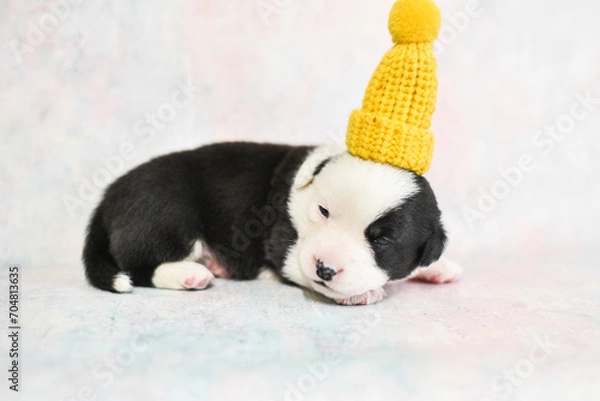 Fototapeta little corgi puppy in a hat