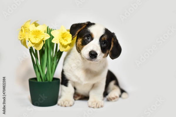 Obraz 
small Welsh Corgi Cardigan puppy on a white background smiling and sniffing daffodils