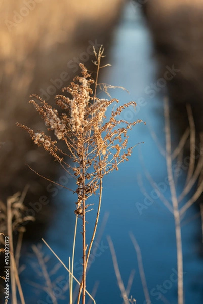 Obraz grass in the wind
