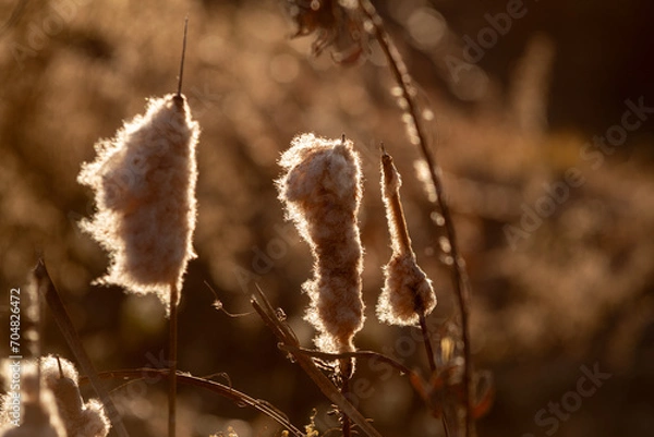 Obraz grass in the wind