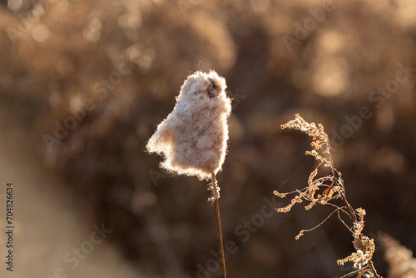 Obraz grass in winter