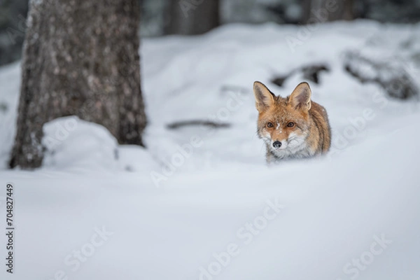 Fototapeta The red fox viewing from the forest full of snow