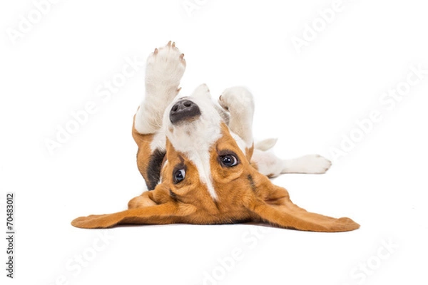 Obraz Beagle Dog na białym tle