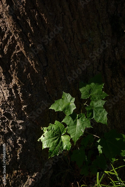 Obraz rinde, pflanze